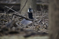 album/04112026/DSC_0020.JPG