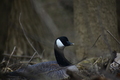 album/04112026/DSC_0039.JPG