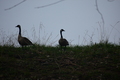 album/04112026/DSC_0047.JPG