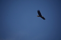 album/05042026/DSC_0232.JPG