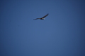 album/05042026/DSC_0236.JPG
