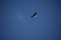 album/05042026/DSC_0237.JPG