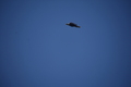 album/05042026/DSC_0240.JPG