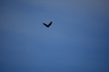 album/05102026/DSC_0605.JPG