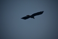 album/09112025/DSC_0272.JPG