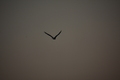 album/09112025/DSC_0335.JPG