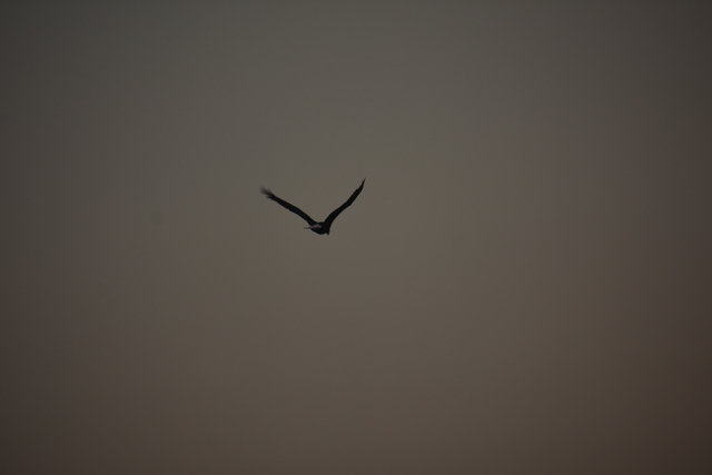 album/09112025/images/DSC_0335.JPG