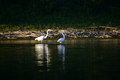 album/09152025/DSC_0477.JPG