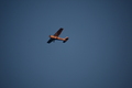 album/09152025/DSC_0540.JPG