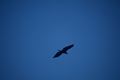 album/09252025/DSC_0811.JPG
