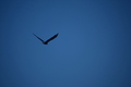 album/09252025/DSC_0819.JPG