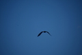 album/09252025/DSC_0820.JPG