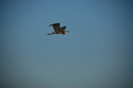album/09252025/DSC_0939.JPG