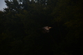 album/09252025/DSC_0941.JPG