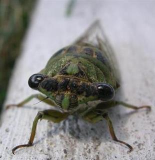 images/cicada.jpg